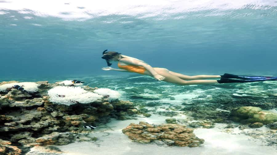 5 Islands Private Speedboat w/ Snorkeling + Lunch & Drinks - Ile aux Phares and Ile aux Aigrettes, then back to Ile aux Cerfs