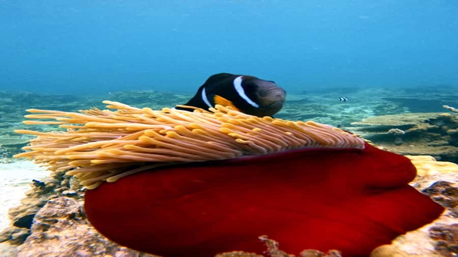 5 Islands Speedboat w/Snorkeling Sea Turtle + Lunch & Drinks - Grand River South East Waterfall View and the Monkey Encounter Moment