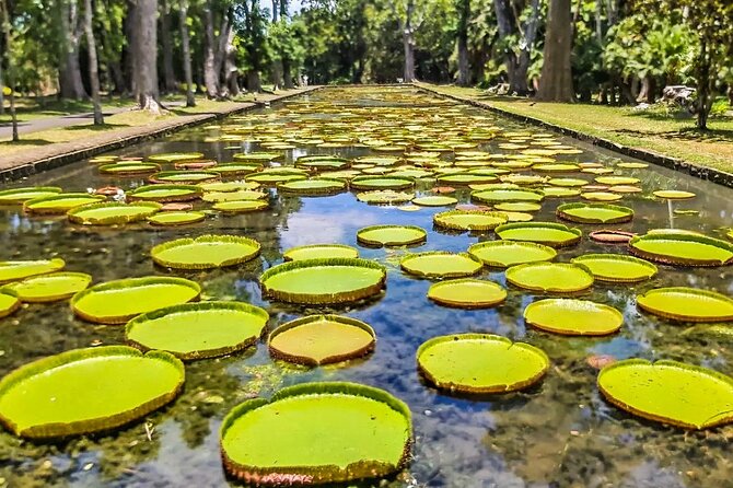 8-Hour Private City and North Tour in Mauritius - Stop 4, Sir Seewoosagur Ramgoolam Botanical Garden: Plan for the Ticket Cost
