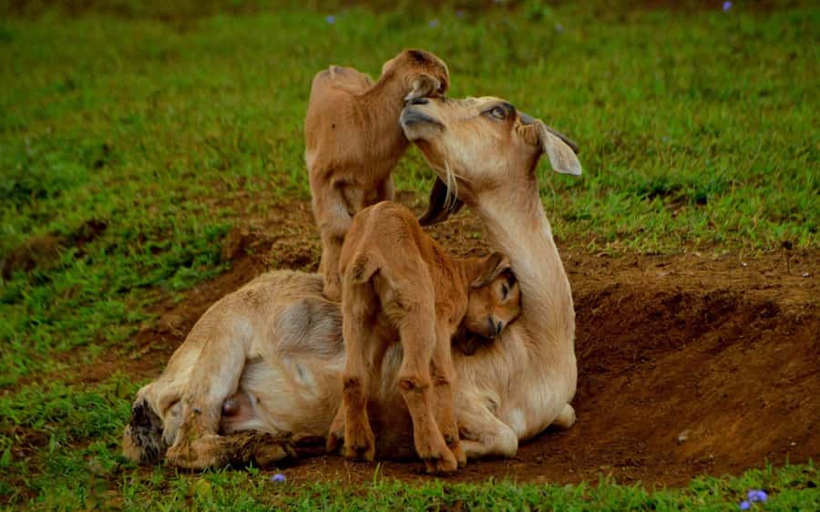 Animal & Nature Parks, Private Tour - Lunch and Drinks: Why Included Meals Matter on a Long Day
