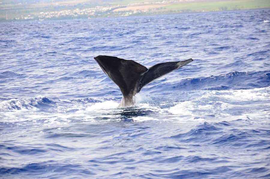 Black River: Dolphin Swim and Whale Watching by Speedboat - Key highlights I’d put at the top