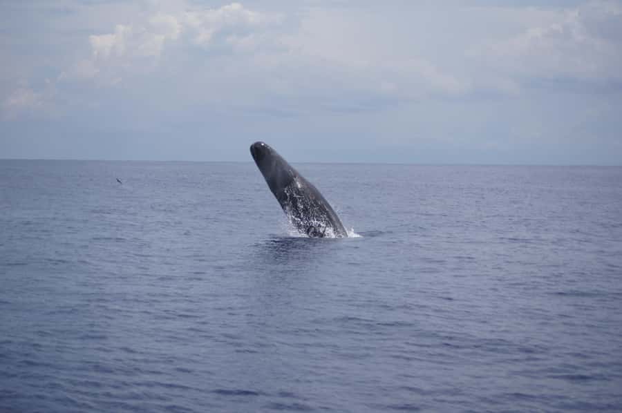 Black River: Dolphin Swim and Whale Watching by Speedboat - Black River speedboat setup: where you meet and what you’ll feel on the water