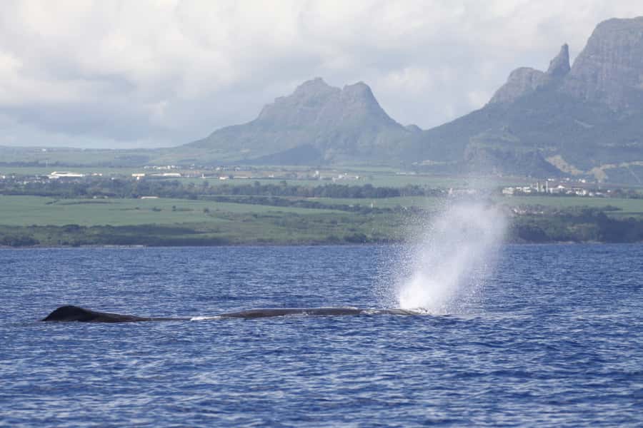 Black River: Dolphin Swim and Whale Watching by Speedboat - Whale watching from the boat: what 60% chance really means