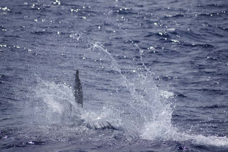 Black River: Dolphin Swim and Whale Watching by Speedboat - Reef snorkeling as the finish: colorful fish, and what to expect realistically