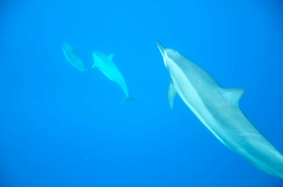 Black River: Dolphin Swim and Whale Watching by Speedboat - Swimming with spinner and bottlenose dolphins: the respectful, step-by-step part