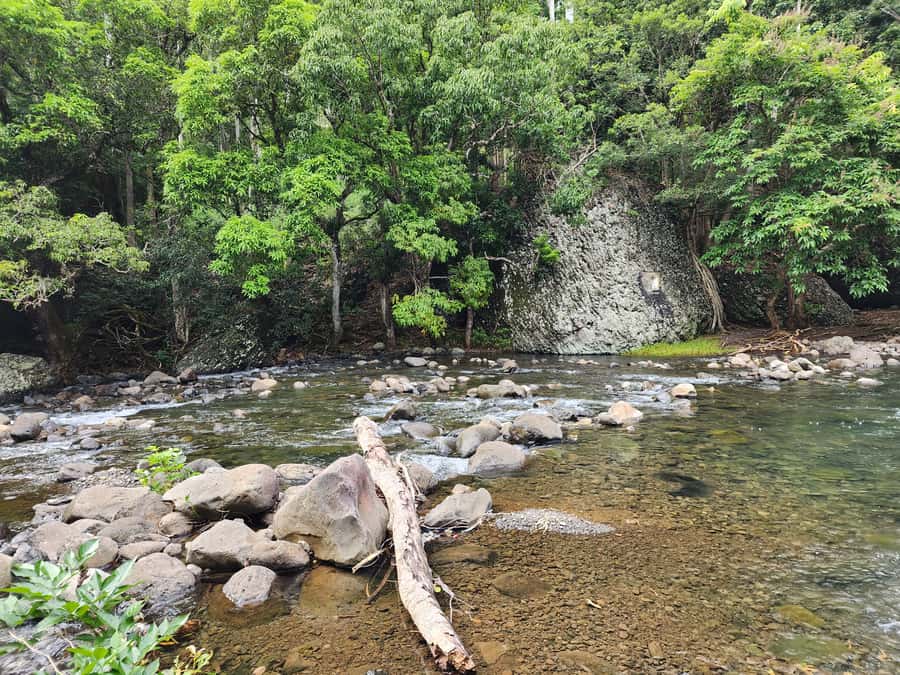 Black River: Guided Hike in the Black River Gorges Valley - What makes the forest special: indigenous plants, shaded temperature, and protected habitats