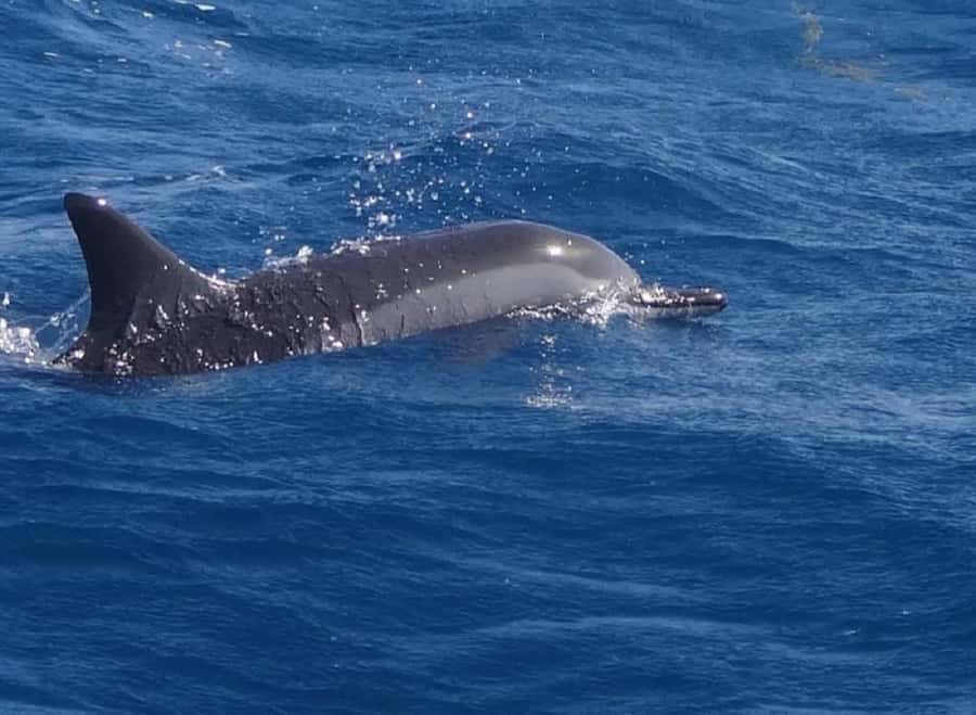 Black River: Swim with Dolphin Speed Boat Tour with lunch - Key Highlights You Should Know Before You Go