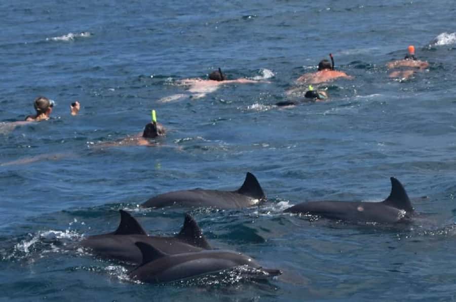 Black River: Swim with Dolphin Speed Boat Tour with lunch - A Fast Speedboat Day to Île aux Bénitiers and Crystal Rock