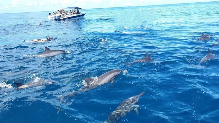 Black River: Swim with Dolphin Speed Boat Tour with lunch - Swimming With Dolphins: The Rules That Make This Worth It