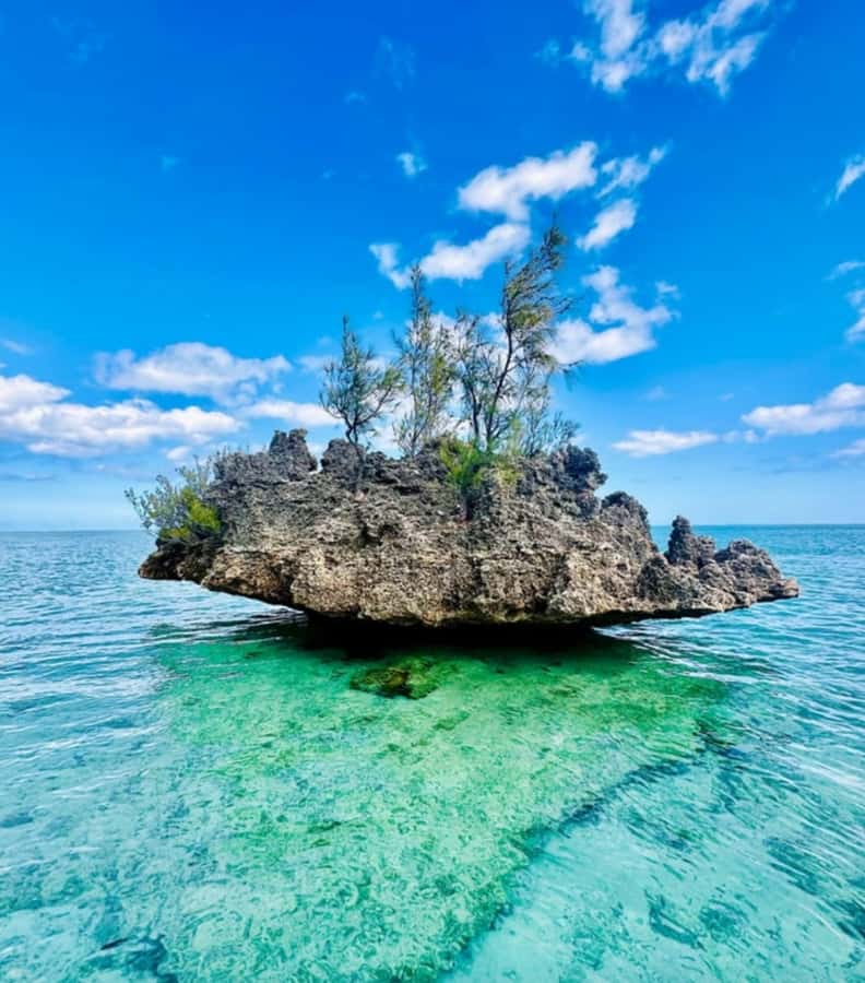 Black River: Swim with Dolphin Speed Boat Tour with lunch - Weather, Currents, and Day-to-Day Changes
