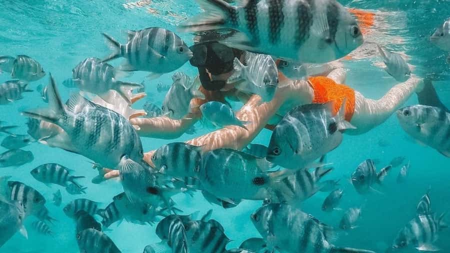 Blue Bay: Blue Bay Glass Bottom Boat Visit and Snorkeling - Key things I’d prioritize on this tour