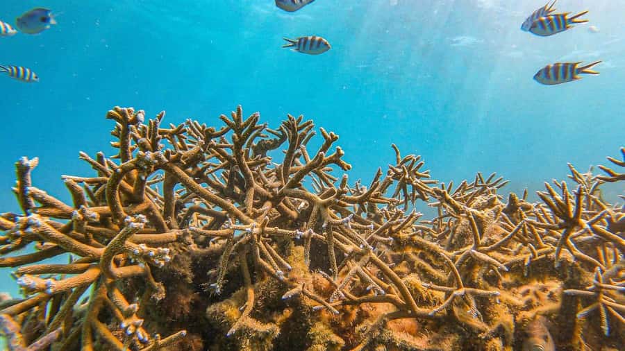 Blue Bay: Blue Bay Glass Bottom Boat Visit and Snorkeling - Snorkeling for Beginners: Gear Fit, Shallow Water, and Feeling Safe