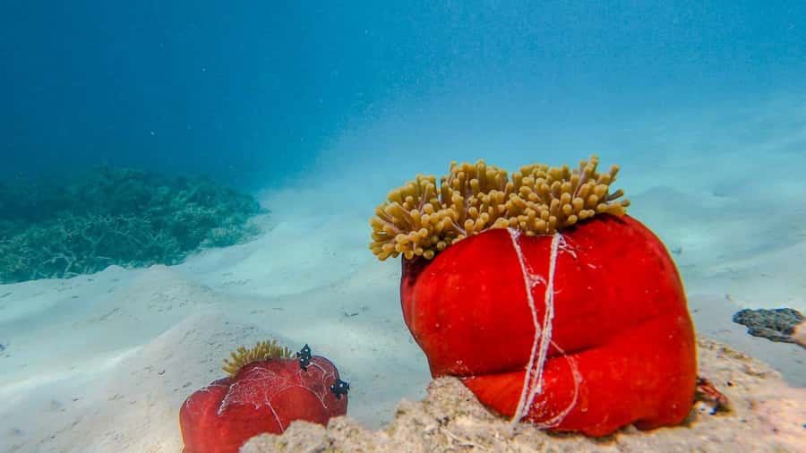 Blue Bay: Blue Bay Glass Bottom Boat Visit and Snorkeling - Price and Value at About $28: When This Is a Great Deal