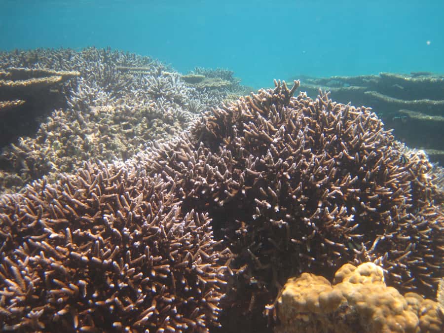 Blue Bay: Half-Day Snorkeling Trip with Creole Picnic Lunch - After Lunch: A Calm Second Ride to the Marine Park