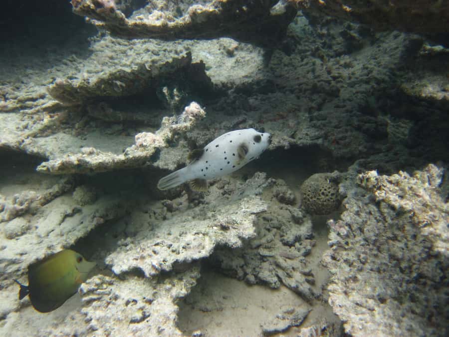 Blue Bay: Half-Day Snorkeling Trip with Creole Picnic Lunch - Guide Style in English or French: Olivier, Jordan, and Vanessa Energy