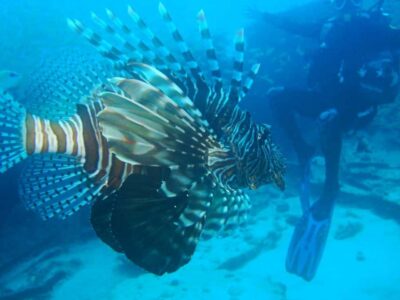 LEARN TO DIVE TODAY with CORAL DIVING Team