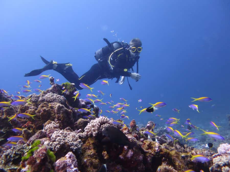 Blue Bay: LEARN TO DIVE TODAY with CORAL DIVING Team - Snorkeling and dolphin watching, part of the 2-hour mix