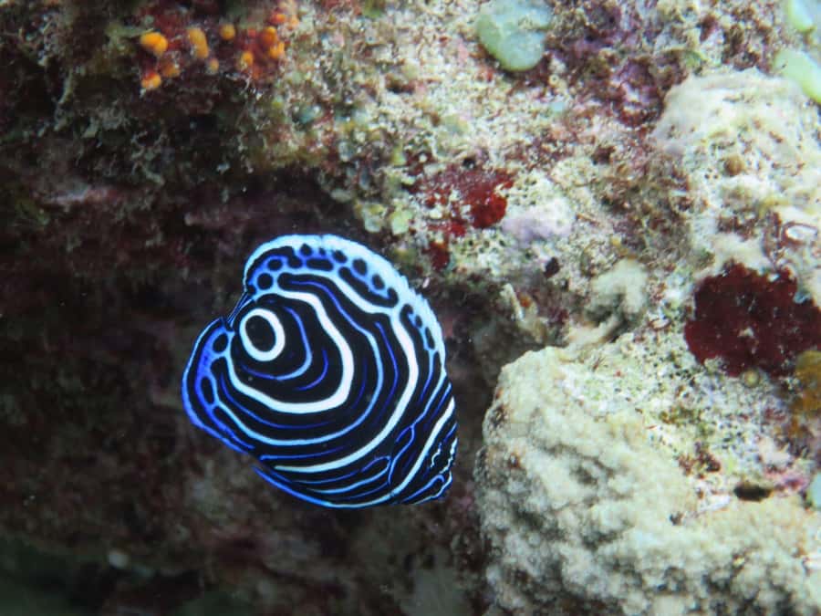 Blue Bay: LEARN TO DIVE TODAY with CORAL DIVING Team - The supervised open-water experience: what it feels like when it counts