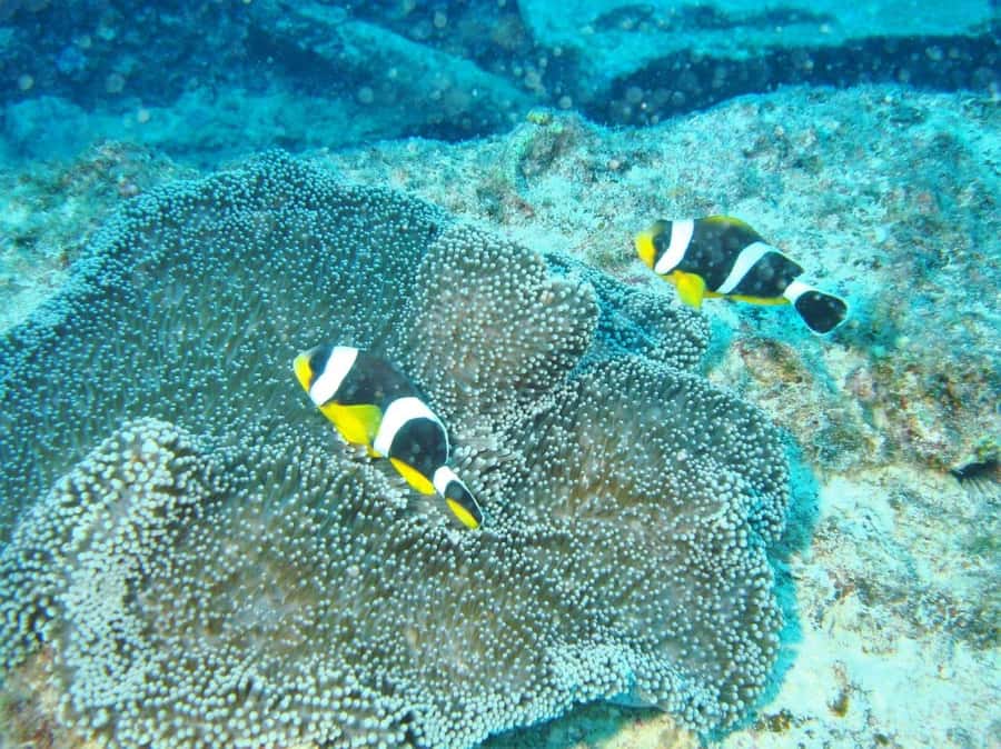 Blue Bay: LEARN TO DIVE TODAY with CORAL DIVING Team - Who this is best for, and who should skip it