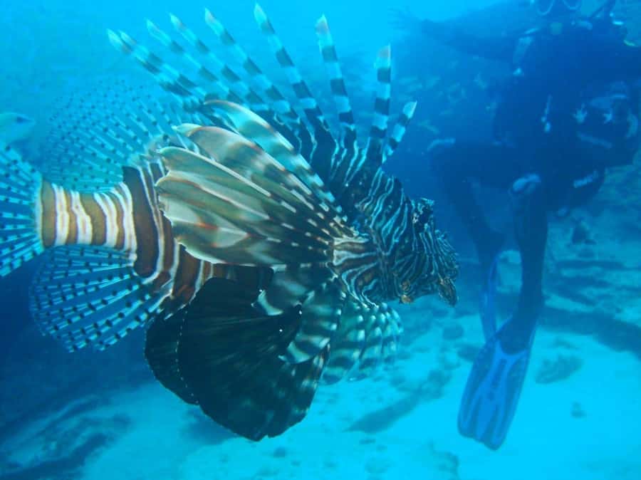 Blue Bay: LEARN TO DIVE TODAY with CORAL DIVING Team - What you learn about scuba equipment (and why it actually helps)