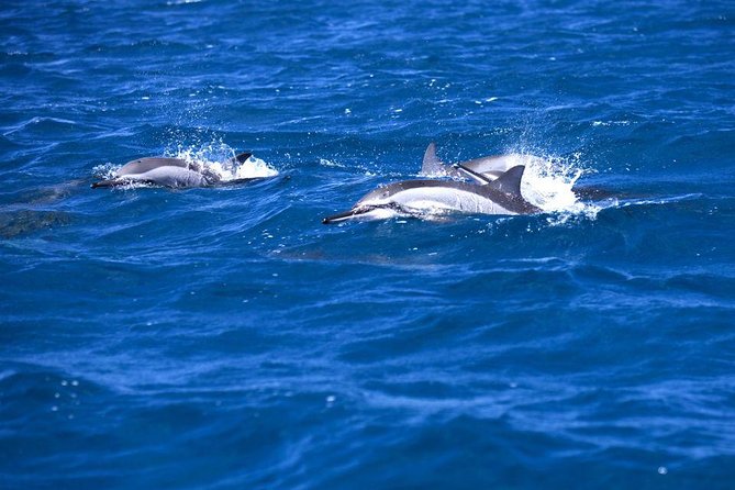 Catamaran Cruise to Ile Aux Bénitiers: Dolphin watch, Crystal Rock & Transfer - Getting to the dock: early start, pickup timing, and how long the day feels