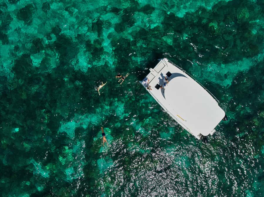 Catamaran Mauritius: South East 5 Islands Catamaran Cruises - Wildlife odds: dolphins, tortoises, and Île au Phare