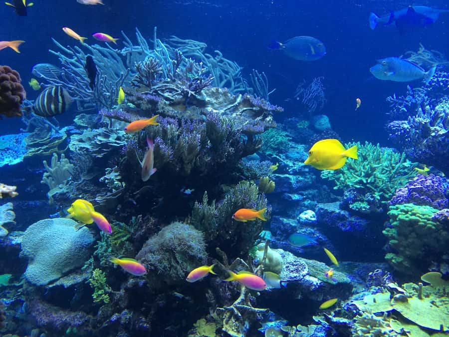 Coin de Mire 2-Hour Private Snorkeling Trip - What the Crew Handles (and How That Changes Your Snorkeling Experience)