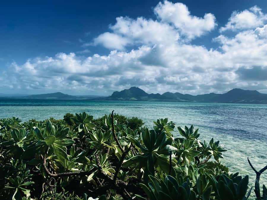 Day Trip at Ile aux Cerfs and other Gems of the South. - Why Ile aux Cerfs from Blue Bay feels like a real day out