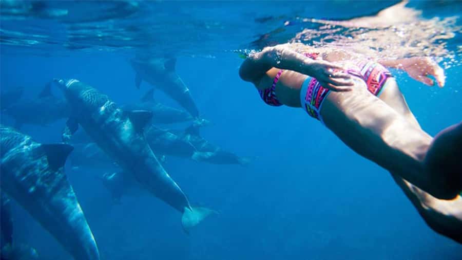 Discover Mauritius: Dolphin Watch, Snorkeling, BBQ Lunch - Why Crystal Rock and Ile Aux Benitier Make It Feel Like a True Sea Day