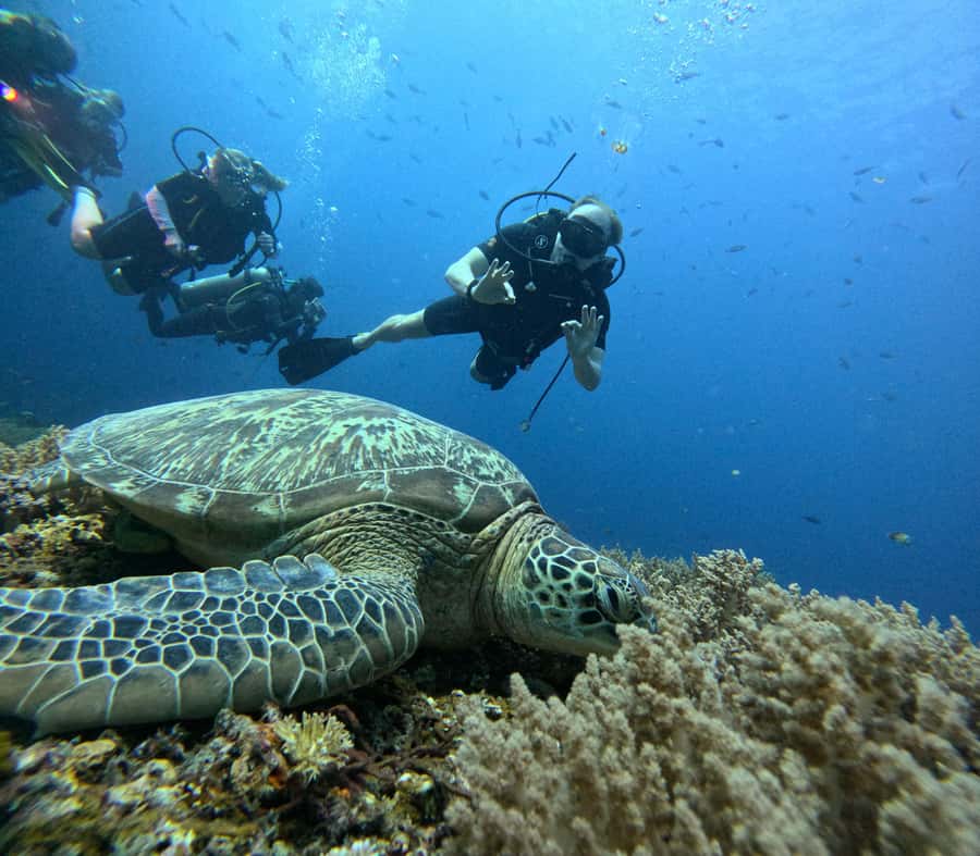Discover Scuba Diving in the North of Mauritius - How the Mon Choisy meeting point keeps things simple