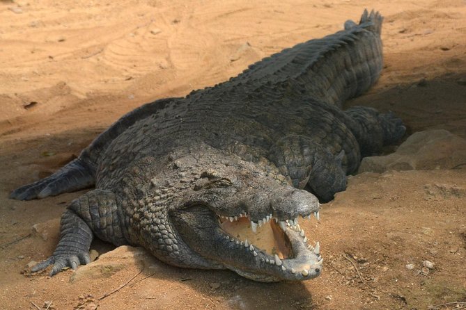 Discovery Tour 35km - La Vanille Nature Park for Lunch: Crocodiles, Tortoises, and a Real Break