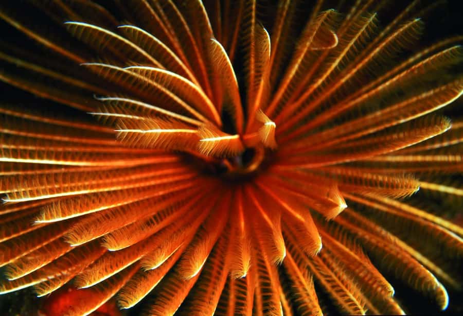 Diving in the North with Blue World Adventures - Why Mauritius North Coast Makes a Strong First-Scuba Choice