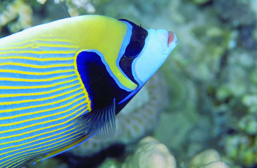 Diving in the North with Blue World Adventures - What You’ll See: Coral, Fish, and Shipwrecks Off the North Coast