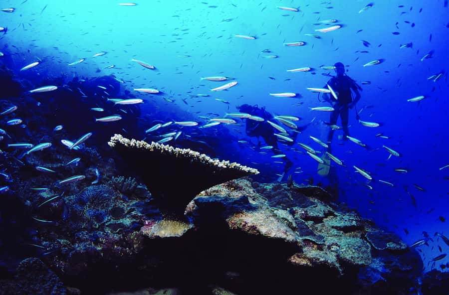 Diving in the North with Blue World Adventures - What to Bring, What Not to Bring, and How to Pack Light