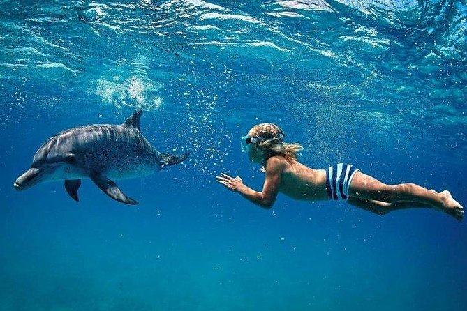 Dolphin Encounters, Ile aux Benitier & Crystal rock: Full-Day (Lunch & Transfer) - How the day runs, with a 7:00 am start