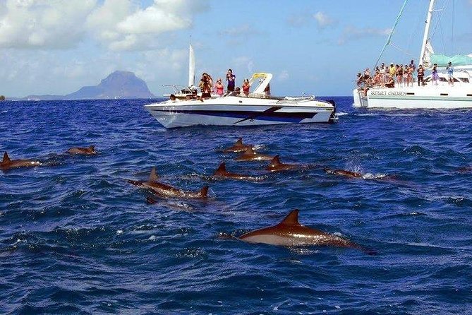 Dolphin Encounters, Ile aux Benitier & Crystal rock: Full-Day (Lunch & Transfer) - Price and value: is $111.96 a fair deal?