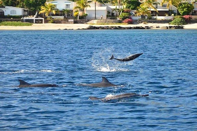 Dolphin Encounters, Ile aux Benitier & Crystal rock: Full-Day (Lunch & Transfer) - Who should book, and who should think twice