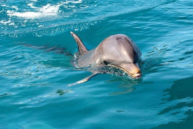 Dolphin Encounters, Ile aux Benitier & Crystal rock: Full-Day (Lunch & Transfer) - Practical tips so your day stays fun