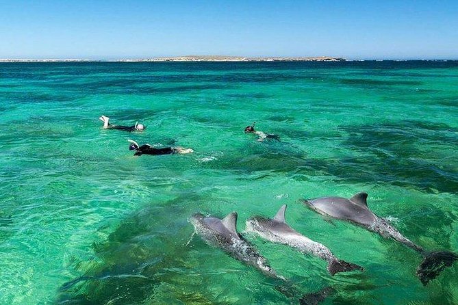 Dolphin Encounters, Ile aux Benitier & Crystal rock: Full-Day (Lunch & Transfer) - Dolphin swimming off Flic en Flac or Tamarin: what you really get