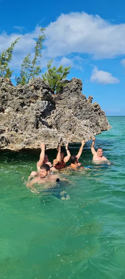 Dolphins: Private, Snorkel, CrystalRock, ileoBenitiers,lunch - Dolphins in the Bay of Tamarin: The Main Event