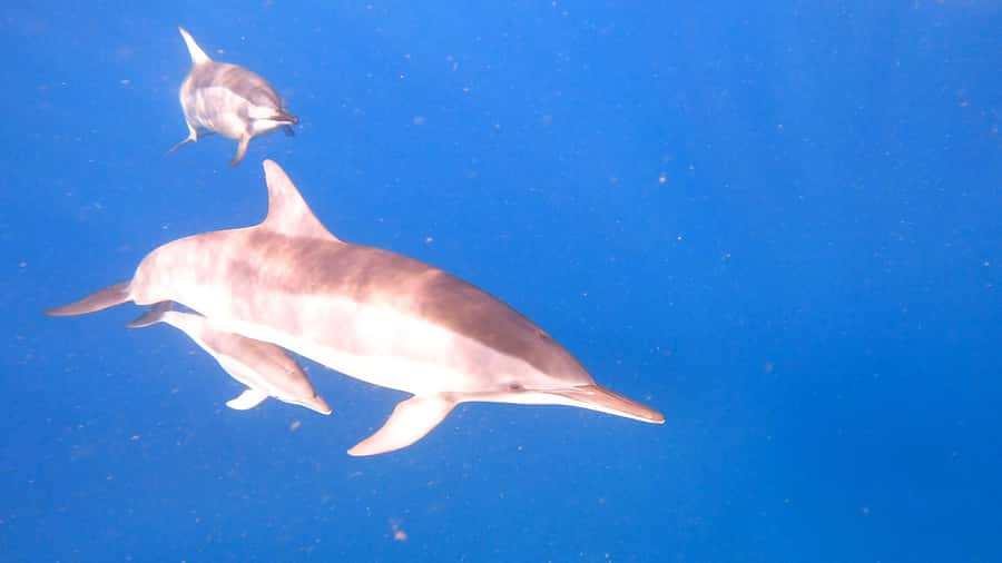 Dolphins & whale watching - Key Points You Should Know Before You Go