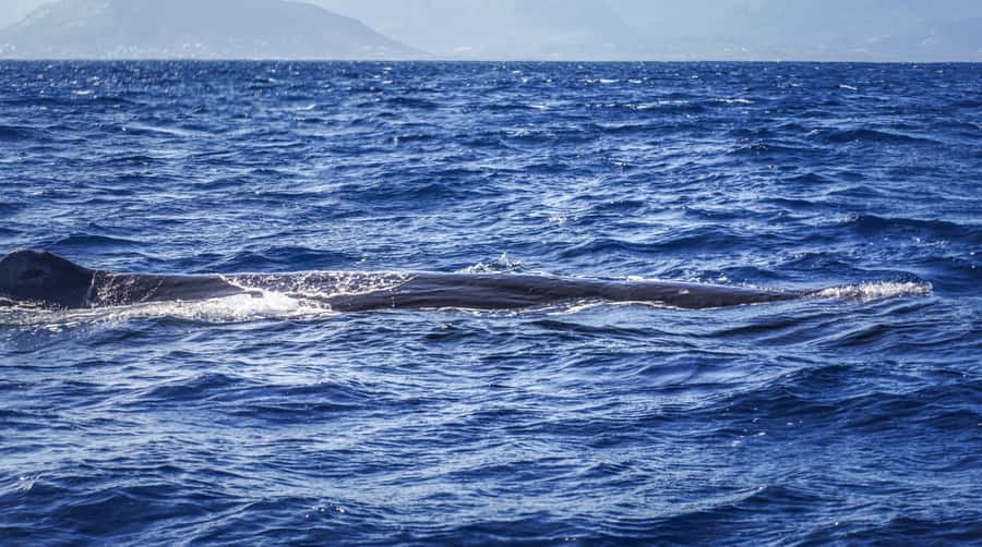 Dolphins & whale watching - Whale Watching Timing and Targets: Sperm Whales vs. Humpbacks