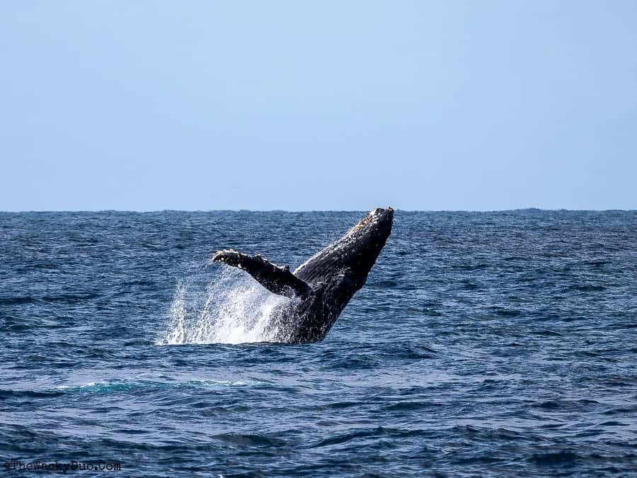 Dolphins & Whales, Private Tour Snorkeling - Key things to know before you go
