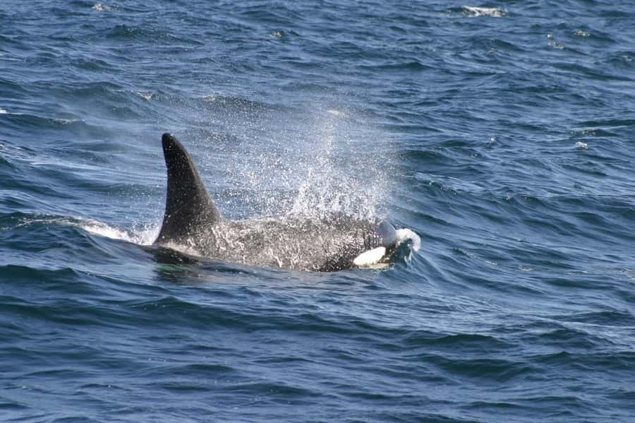 Dolphins & Whales, Private Tour Snorkeling - A 4-Hour Private Speedboat Plan for Whales and Dolphins