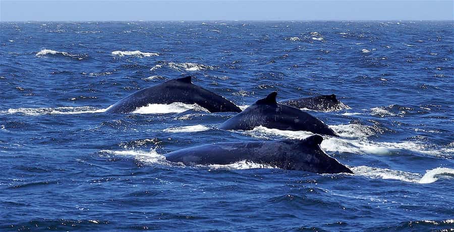 Dolphins & Whales, Private Tour Snorkeling - Snorkeling in the Natural Aquarium, and Why It Changes the Whole Day