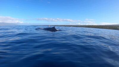 Dolphins & Whales, Private Tour Snorkeling