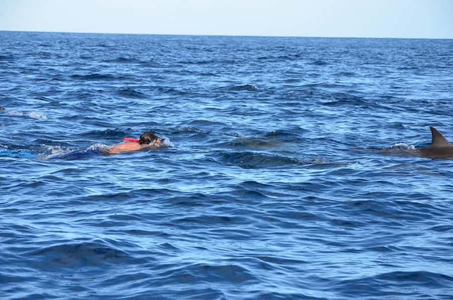 Dolphins & Whales, Private Tour Snorkeling - What to Pack for a Comfortable Sea Snorkel Day