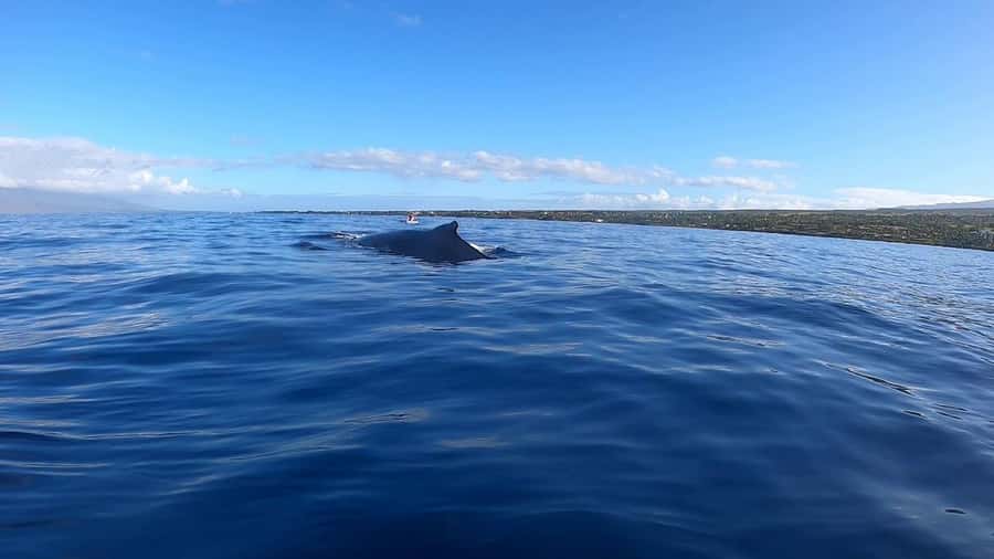 Dolphins & Whales, Private Tour Snorkeling - Crystal Rock, Open-Water Views, and the Value of Variety