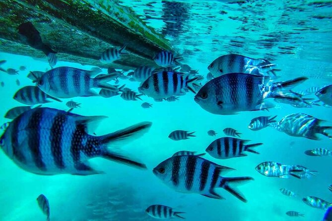 Eastern Treasures of Mauritius: incl Rhumerie St Aubin & Blue-Bay Marine Park - Blue Bay Marine Park: glass bottom views and real snorkeling conditions