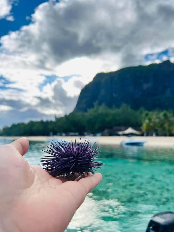 Exclusive:full-day/Dolphins watch& swimming Crystal Rock+Bbq - Who should book this, and who should skip it